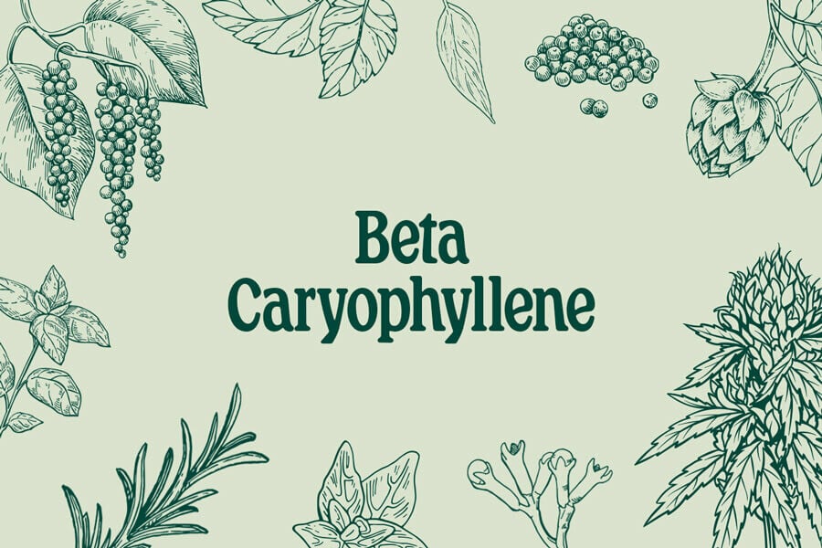 Bèta-caryofylleen: zowel terpeen als cannabinoïde