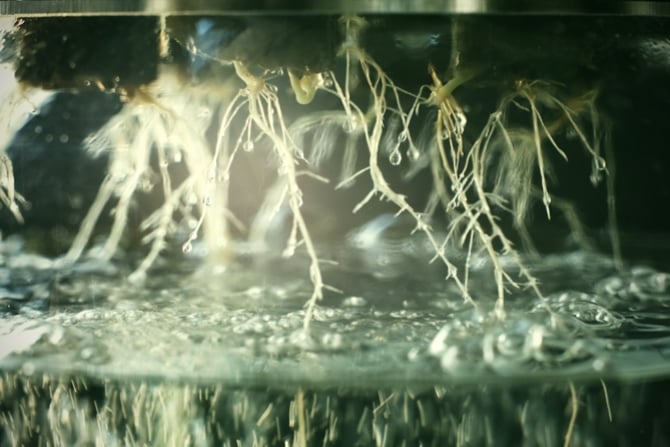 Gids Voor Cannabis Voedingsstoffen In Hydrocultuur Systemen