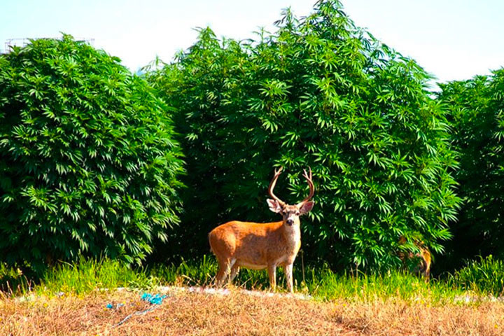 Humboldt County, Het Centrum Van De Cannabisteelt