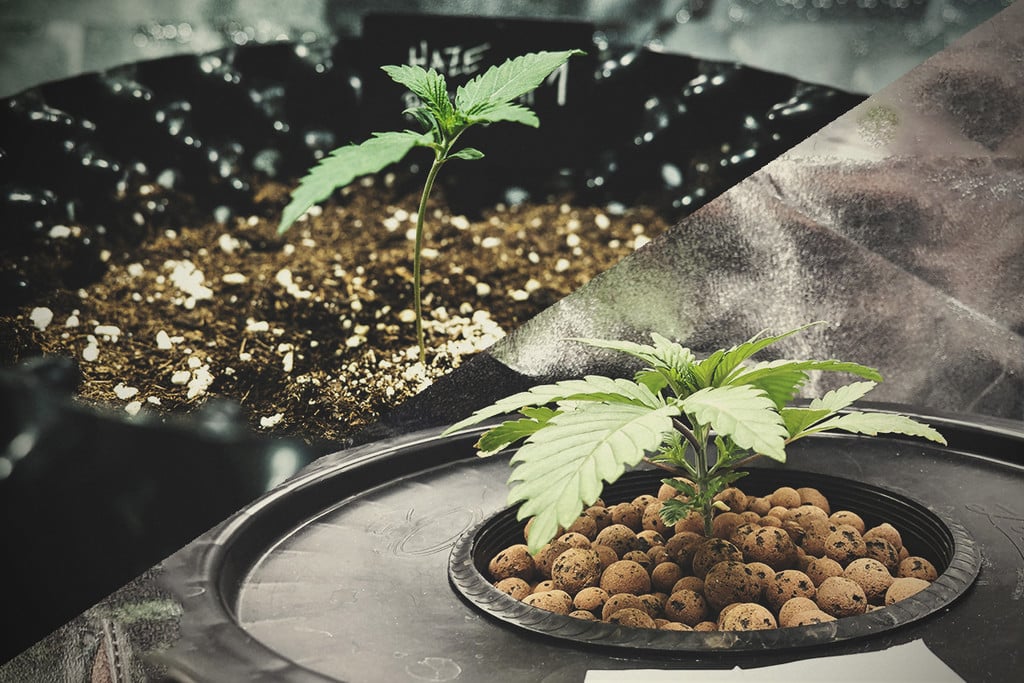 Hydrocultuur Versus Aardeteelt Bij Cannabis