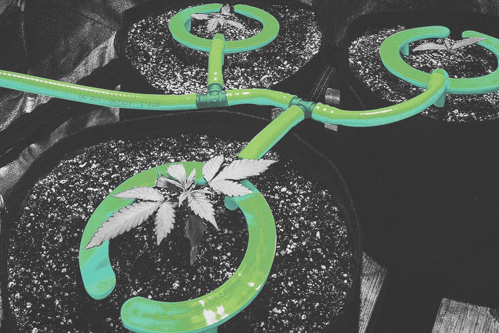 Druppel-irrigatie Bij Cannabis Teelt