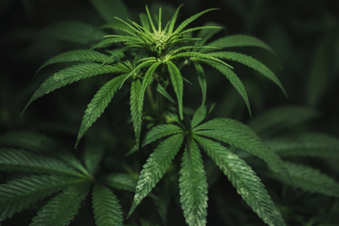 Hoe voorkom en behandel je tripsen op wietplanten?