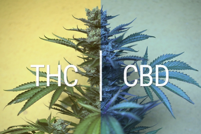 Is Cannabidiol (CBD) Echt Niet Psychoactief?