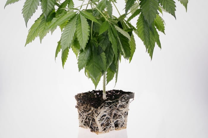 Hoe Voorkom En Herstel Je Wortelophoping Bij Cannabis?
