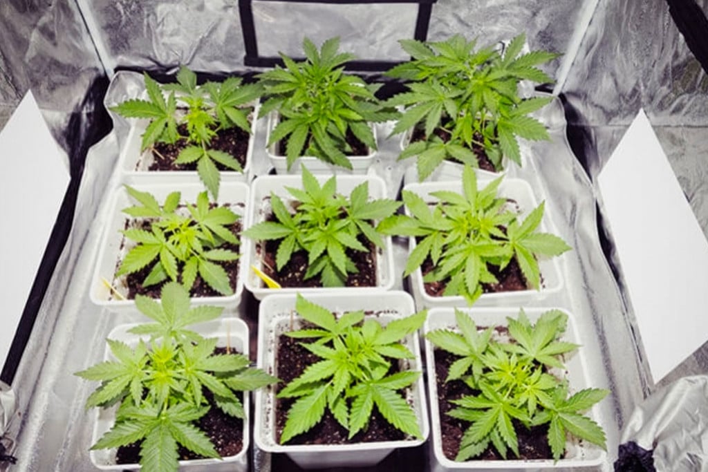 Kun Je Je Cannabisoogsten Vergroten Met Extra Zijverlichting?
