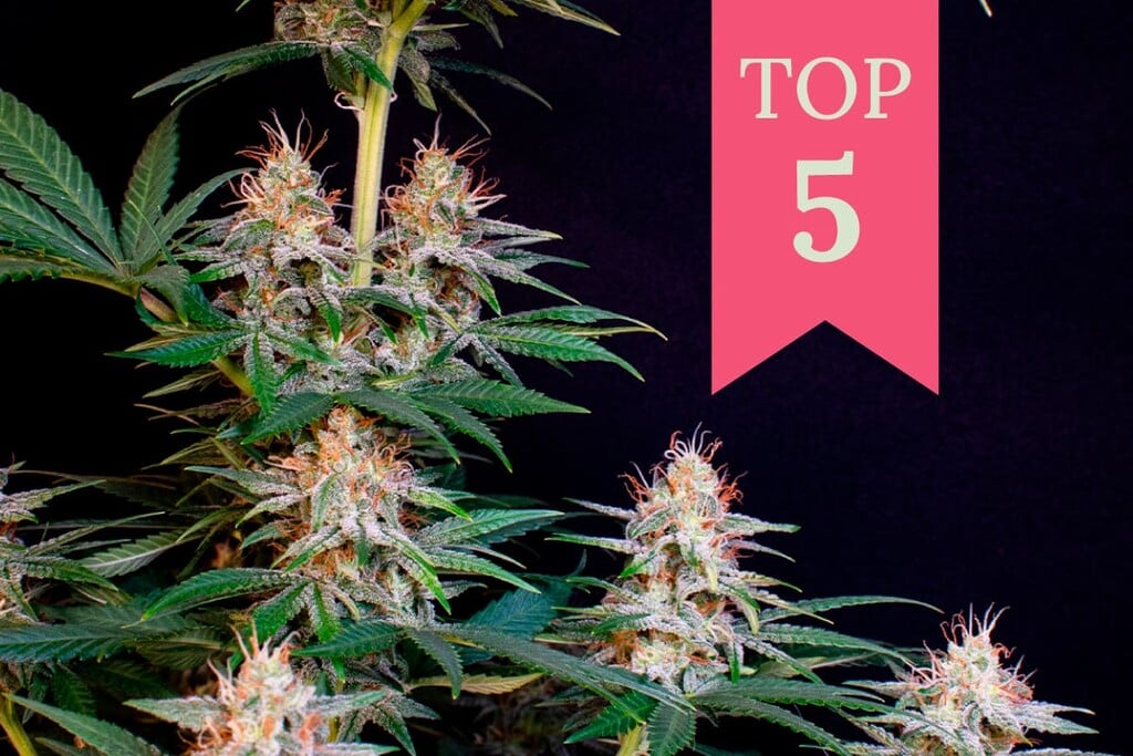 De sterkste sativa soorten van 2025