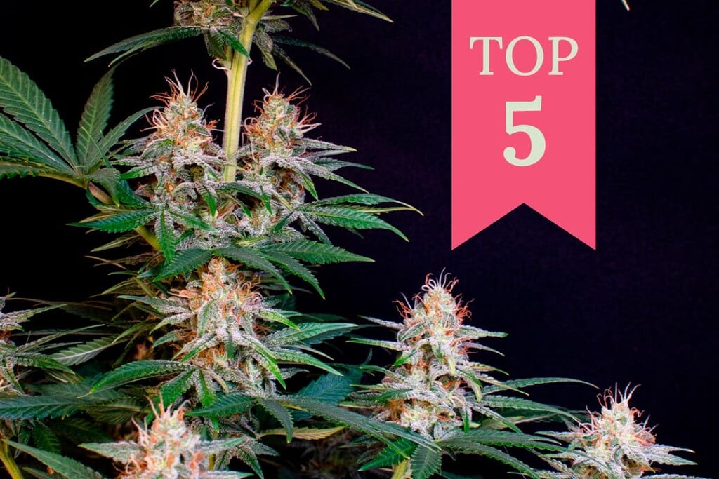 De Top 5 Krachtigste RQS Sativa Soorten