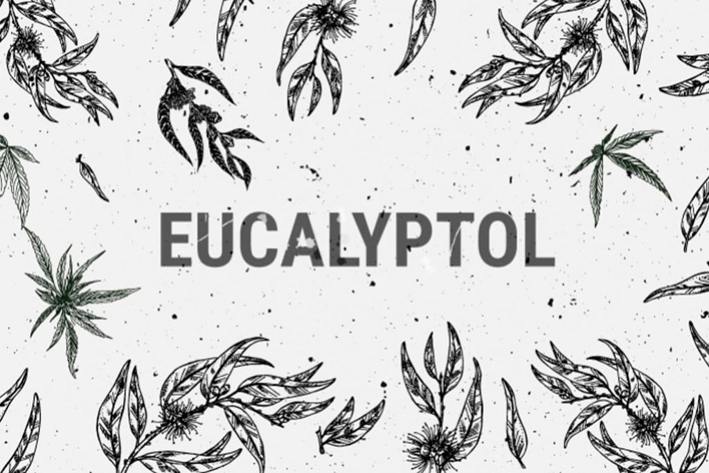 Cineol (Eucalyptol): Een Terpeen Met Veel Medicinale Potentie