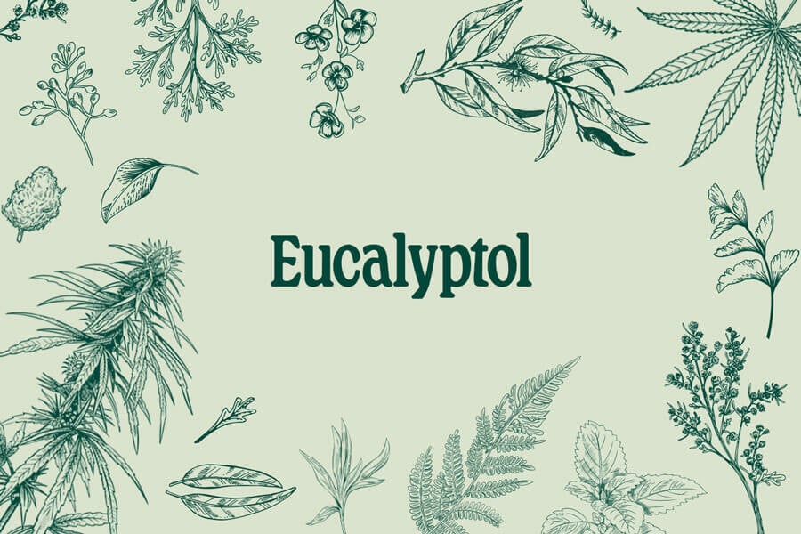 Cineol (Eucalyptol): Een Terpeen Met Veel Medicinale Potentie