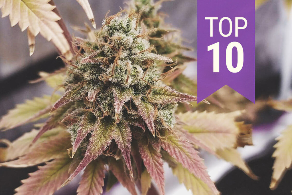 Top 10 THC-rijke soorten van 2025
