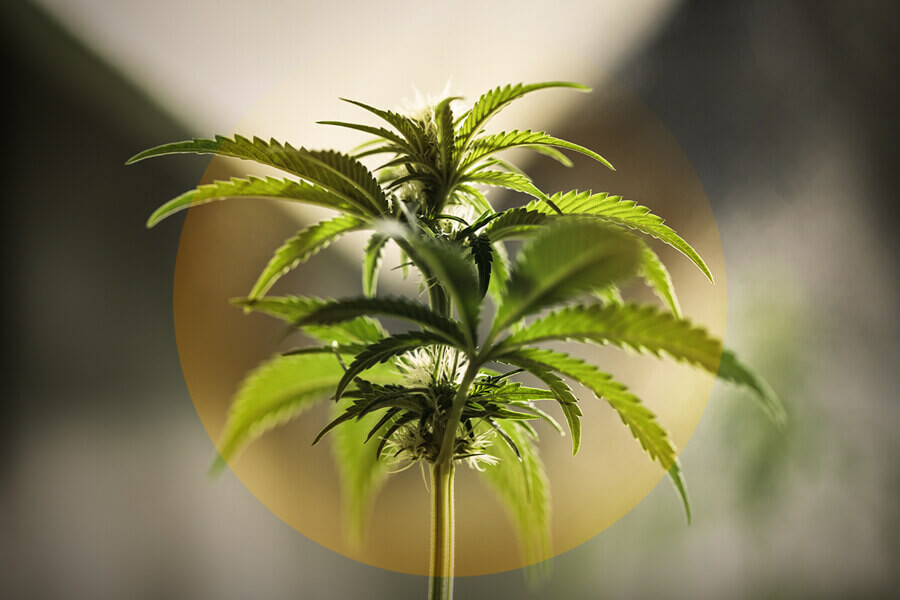 Hoe kun je verbranding door licht bij wietplanten herkennen en oplossen?