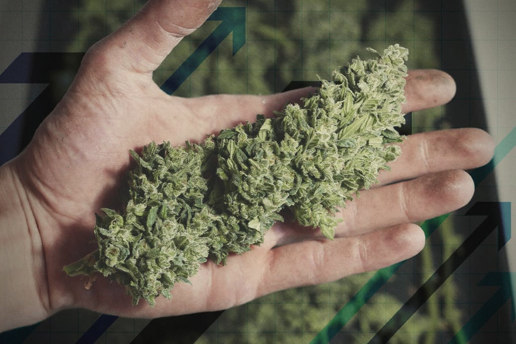 8 Manieren Om Je Cannabis Oogst Te Verbeteren