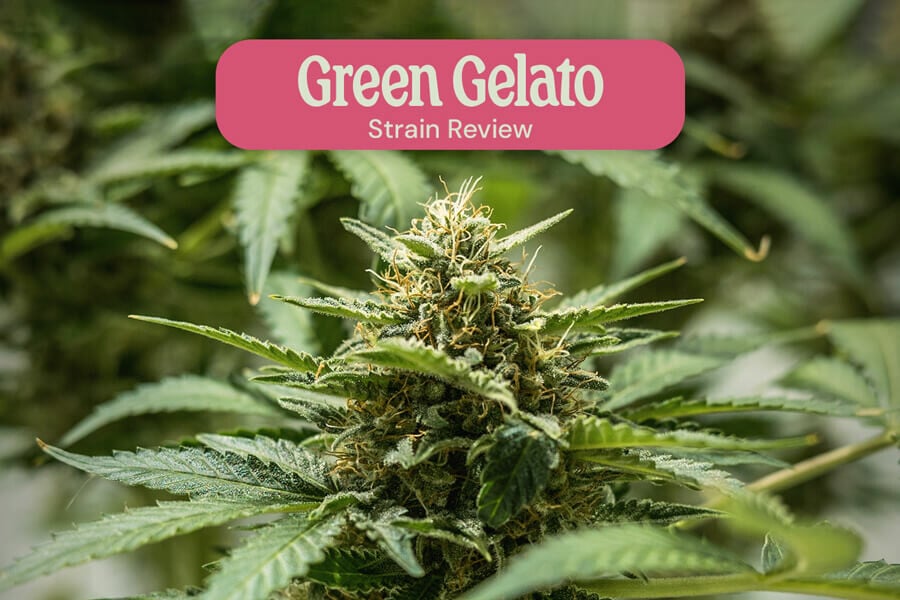 Green Gelato Van Royal Queen Seeds 