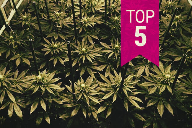 Top 5 RQS Cannabissoorten Om Te Kweken In Een Sea Of Green (SOG)