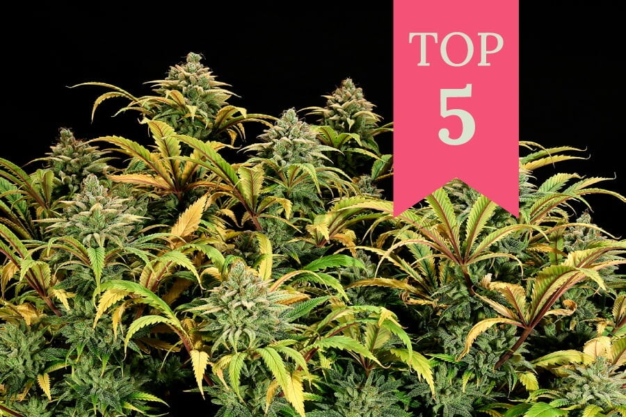 De beste soorten wiet voor een Sea Of Green (SOG)