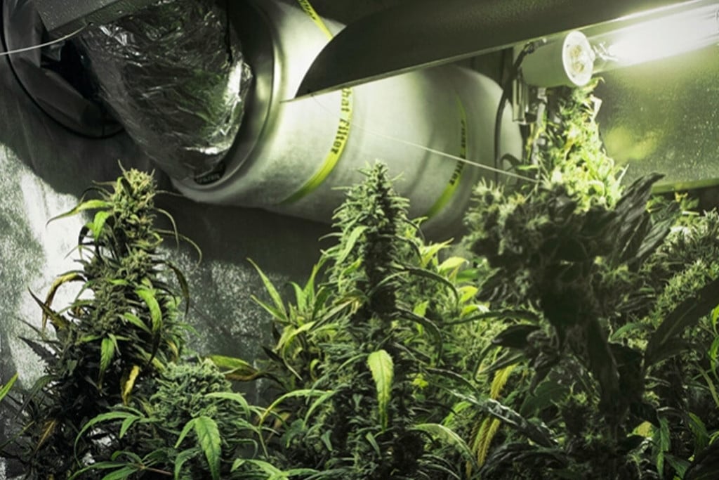 Hoe Gebruik Je Koolstoffilters In Je Cannabis Kweekruimte?