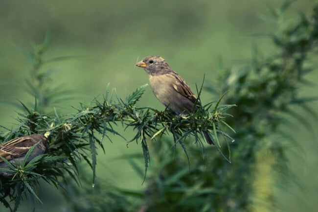 Vogels En Cannabis: Problemen En Oplossingen
