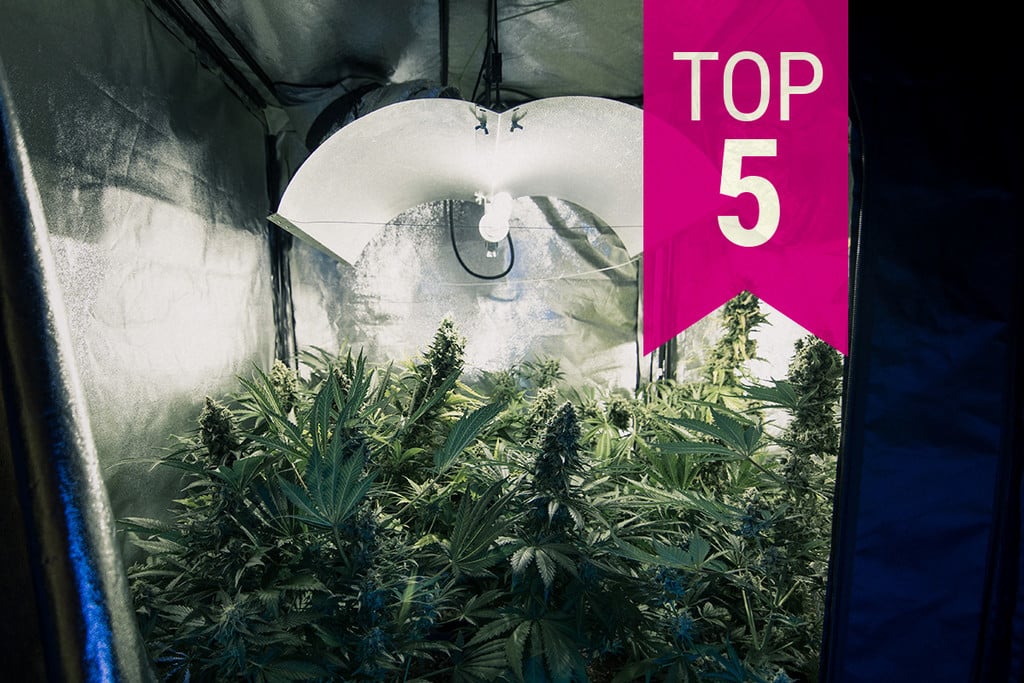 Top 5 geurarme wietsoorten om in 2025 onopvallend te kweken