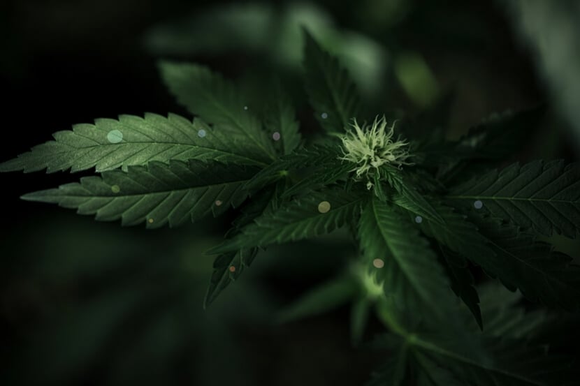 Is Chelatie De Sleutel Voor Het Voeden Van Cannabis?