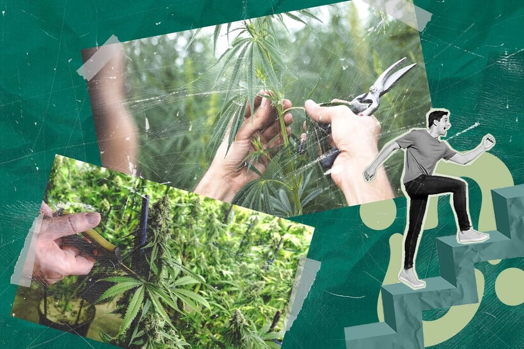 Cannabis enten: hoe kweek je meerdere soorten op één plant?