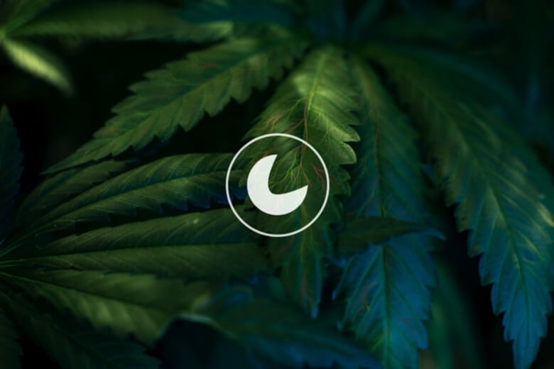 Sikkelcelanemie: kan cannabis de klachten verminderen?