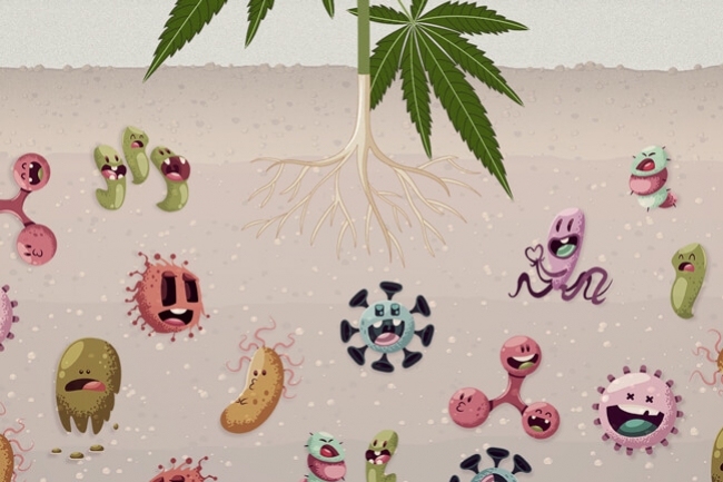 Waarom Zijn Bodemmicroben Onontbeerlijk In Je Cannabistuin?