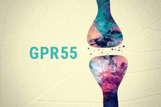 GPR55: De Derde Cannabinoïde Receptor?