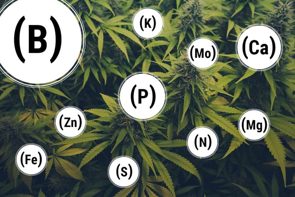 Hoe Voorkom En Herstel Je Voedingstekorten Bij Cannabis?