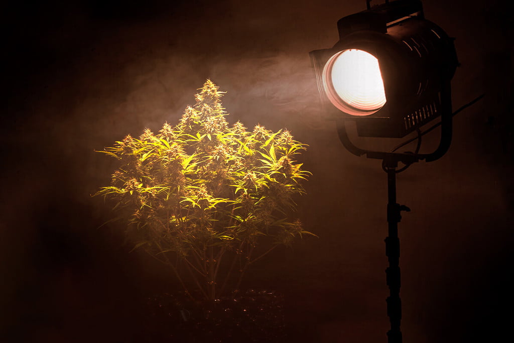 Hoe voorkom je lichtvervuiling als je wiet kweekt?