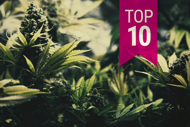 Top 10 Kush Cannabis Soorten Van Royal Queen Seeds
