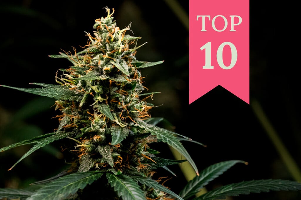 Top 10 Kush soorten