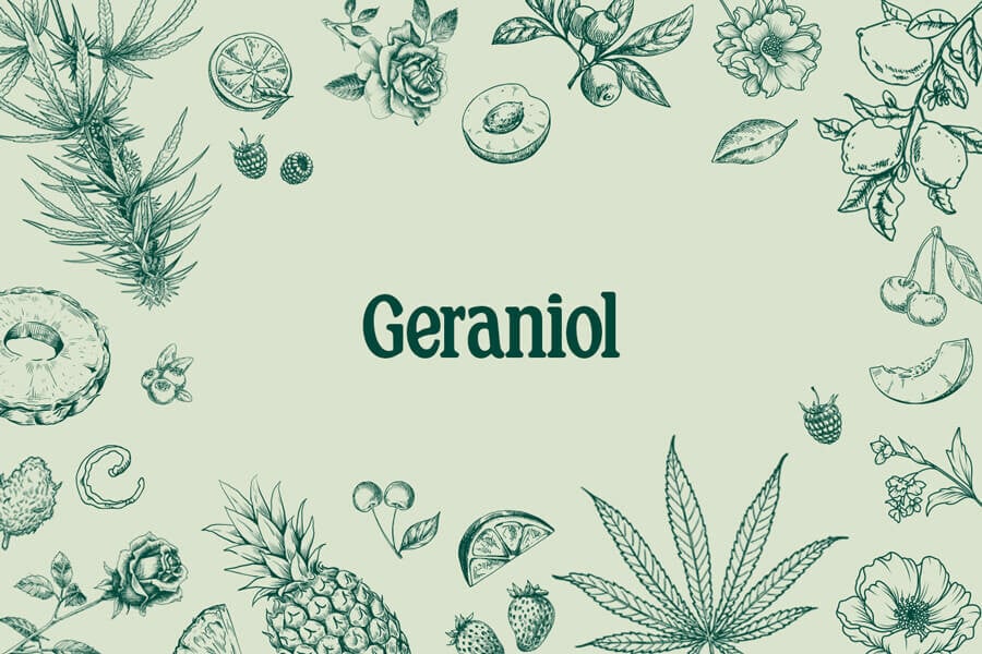 Geraniol: het zoete, bloemige terpeen met veel potentieel