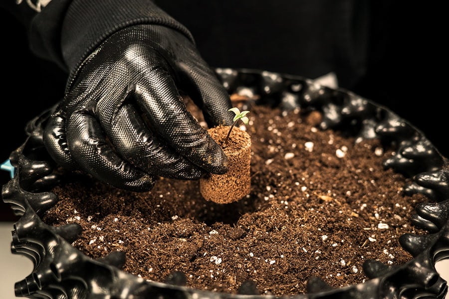 Hoe en wanneer moet je bij cannabis zaailingen verpotten?