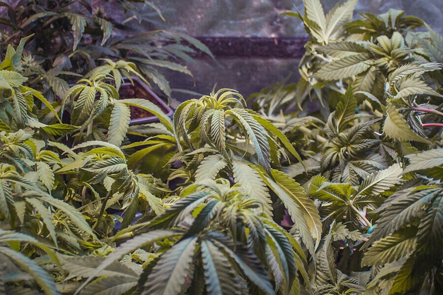 Krullende wietbladeren: veelvoorkomende oorzaken en oplossingen