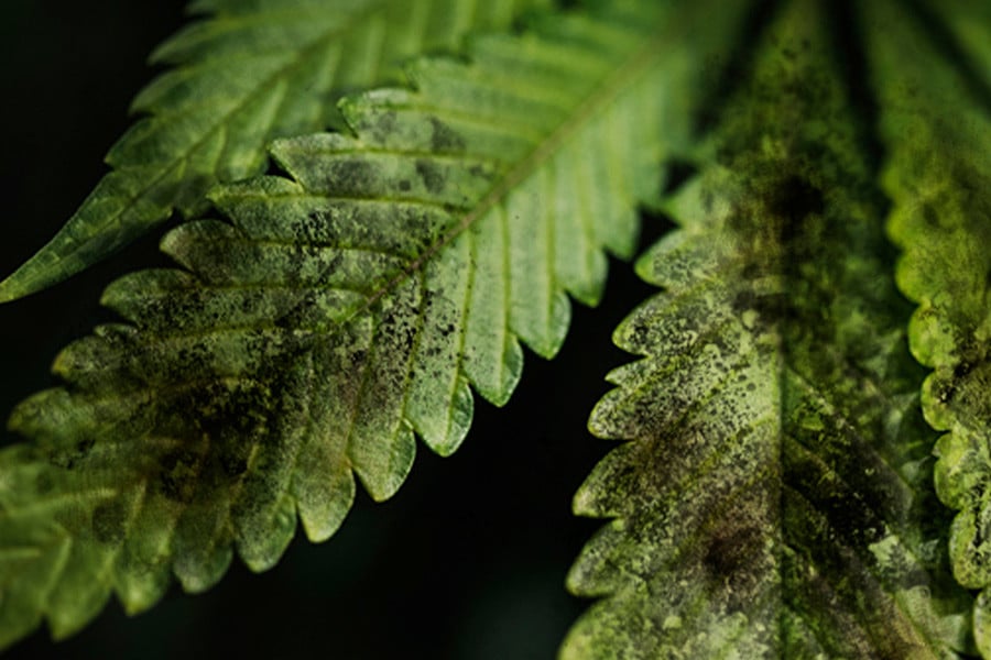 Hoe Signaleer En Bestrijd Je Roetdauw Op Je Cannabisplanten?
