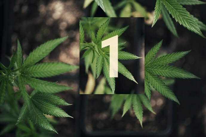 Buiten Cannabis Kweken Deel 1: Aan De Slag