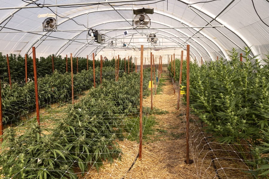 Verlichting En Het Kweken Van Cannabis In Een Kas