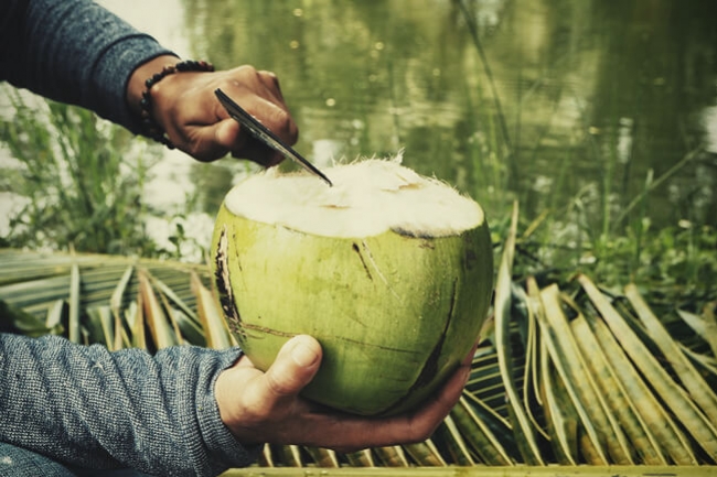 Kokoswater Als Meststof Voor Cannabis?