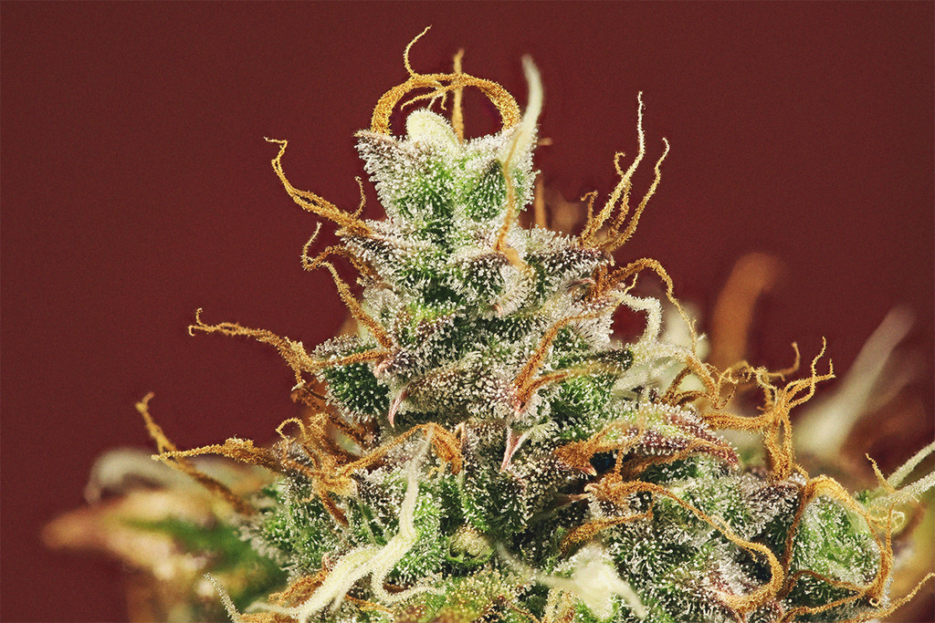 Stampers En De Kunst Van Het Kweken Van Cannabis