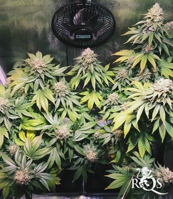 White Widow White Widow