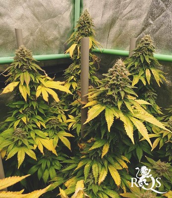 Gefeminiseerde mix Gefeminiseerde mix