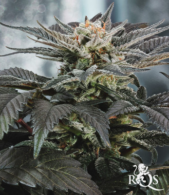 Gefeminiseerde mix Gefeminiseerde mix