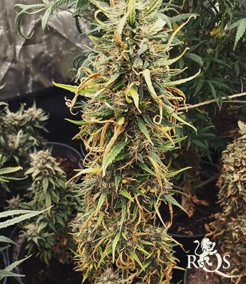 Amnesia Haze Auto Amnesia Haze Auto