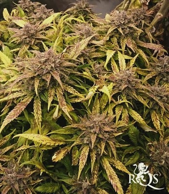 Amnesia Haze Auto Amnesia Haze Auto