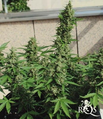 Royal Cheese Auto Royal Cheese Auto