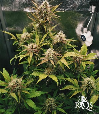 Royal Jack Auto Royal Jack Auto