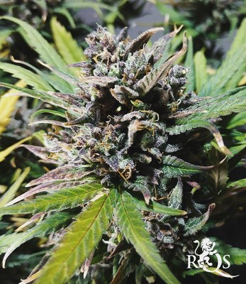 Royal Jack Auto Royal Jack Auto