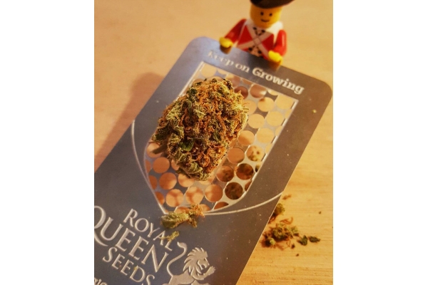 Cannabis Grinder Kaart Met RQS Logo