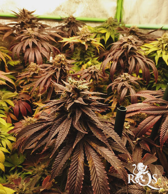 Bubble Kush Bubble Kush