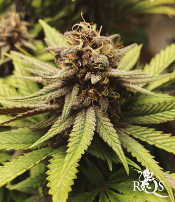 Bubble Kush Bubble Kush